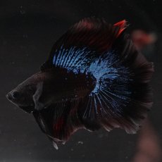 画像8: FM　ブルーブラック (8)