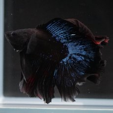 画像6: FM　ブルーブラック (6)