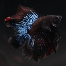 画像3: FM　ブルーブラック (3)