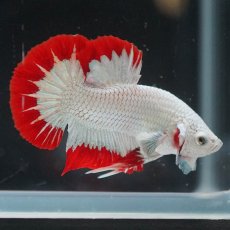 画像2: HMPK　プラチナレッドドラゴン　スノー (2)
