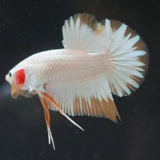 画像5: HMPK　プラチナイエロードラゴン　スノー (5)
