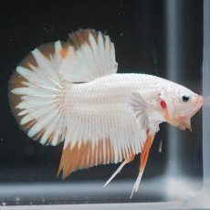 画像6: HMPK　プラチナイエロードラゴン　スノー (6)