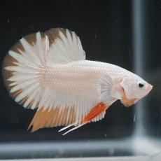画像4: HMPK　プラチナイエロードラゴン　スノー (4)