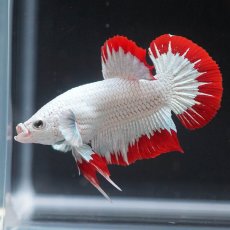 画像4: HMPK　プラチナレッドドラゴン　スノー (4)