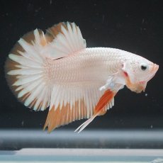 画像1: HMPK　プラチナイエロードラゴン　スノー (1)