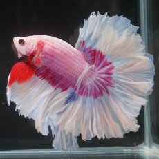 画像8: HM　ファンシー　ローズテール (8)