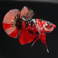 画像6: HMPK　キャンディ (6)