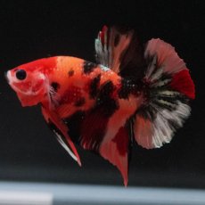 画像7: HMPK　キャンディ (7)