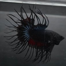 画像1: KCT　ブラックオーキッド (1)