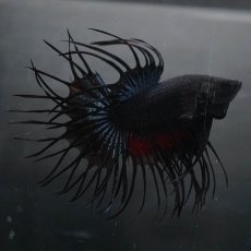 画像7: KCT　ブラックオーキッド (7)