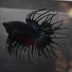 画像6: KCT　ブラックオーキッド (6)
