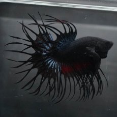 画像3: KCT　ブラックオーキッド (3)