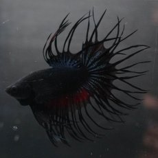 画像4: KCT　ブラックオーキッド (4)