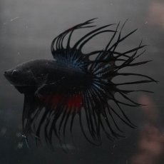 画像2: KCT　ブラックオーキッド (2)