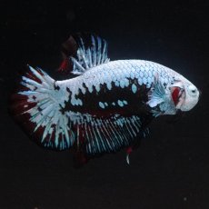 画像5: HMPK　ブルーブラックサムライ (5)