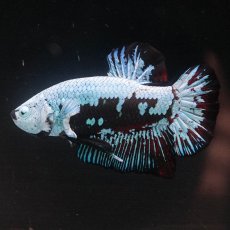 画像2: HMPK　ブルーブラックサムライ (2)