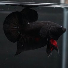 画像12: HMPK　ブルーブラック　変わり柄 (12)