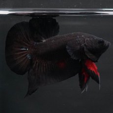 画像4: HMPK　ブルーブラック　変わり柄 (4)