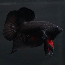 画像10: HMPK　ブルーブラック　変わり柄 (10)