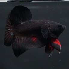 画像8: HMPK　ブルーブラック　変わり柄 (8)