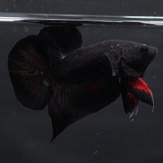 画像6: HMPK　ブルーブラック　変わり柄 (6)