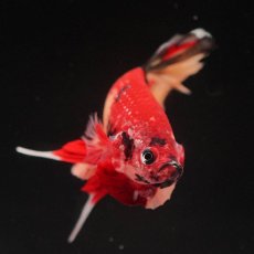 画像3: HMPK　キャンディ (3)