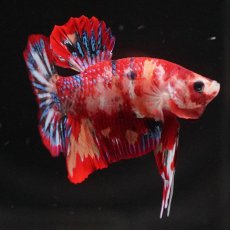 画像5: HMPK　キャンディ (5)