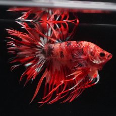 画像8: CT　キャンディ (8)