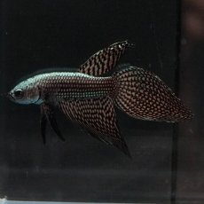 画像5: ワイルドハイブリッド　シンフォニー　カッパー　ロングフィン (5)