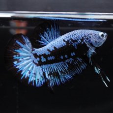 画像5: HMPK　ブルーブラックサムライ (5)
