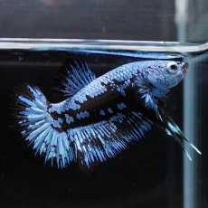 画像4: HMPK　ブルーブラックサムライ (4)