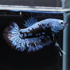 画像1: HMPK　ブルーブラックサムライ (1)