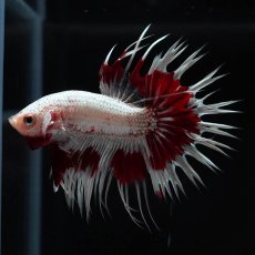 画像7: CT　ホワイトカッパー (7)