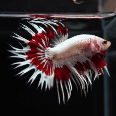 画像8: CT　ホワイトカッパー (8)