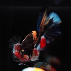 画像3: HMPK　キャンディ (3)