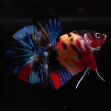 画像6: HMPK　キャンディ (6)
