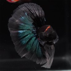 画像10: HM　ブルーブラック　クリアフィン (10)