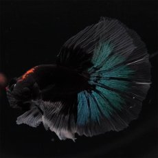 画像9: HM　ブルーブラック　クリアフィン (9)