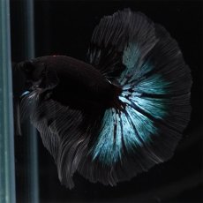画像8: HM　ブルーブラック　クリアフィン (8)