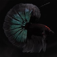 画像7: HM　ブルーブラック　クリアフィン (7)