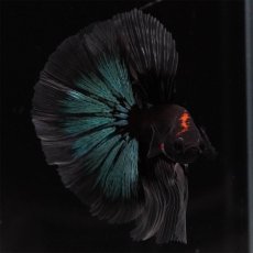 画像3: HM　ブルーブラック　クリアフィン (3)