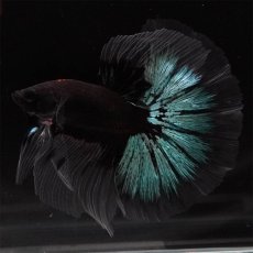 画像1: HM　ブルーブラック　クリアフィン (1)