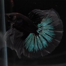 画像6: HM　ブルーブラック　クリアフィン (6)
