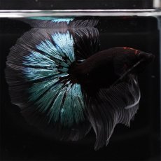 画像2: HM　ブルーブラック　クリアフィン (2)