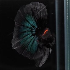 画像5: HM　ブルーブラック　クリアフィン (5)