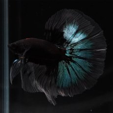 画像4: HM　ブルーブラック　クリアフィン (4)