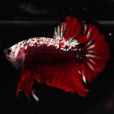 画像13: HMPK　ブラックレッドサムライ　変わり柄 (13)