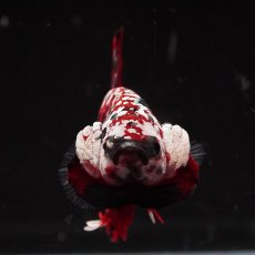 画像4: HMPK　ブラックレッドサムライ　変わり柄 (4)