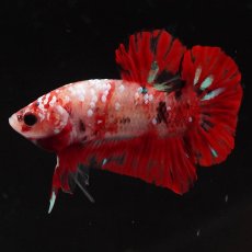 画像7: HMPK　鯉 (7)