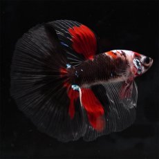 画像4: HM　鯉 (4)